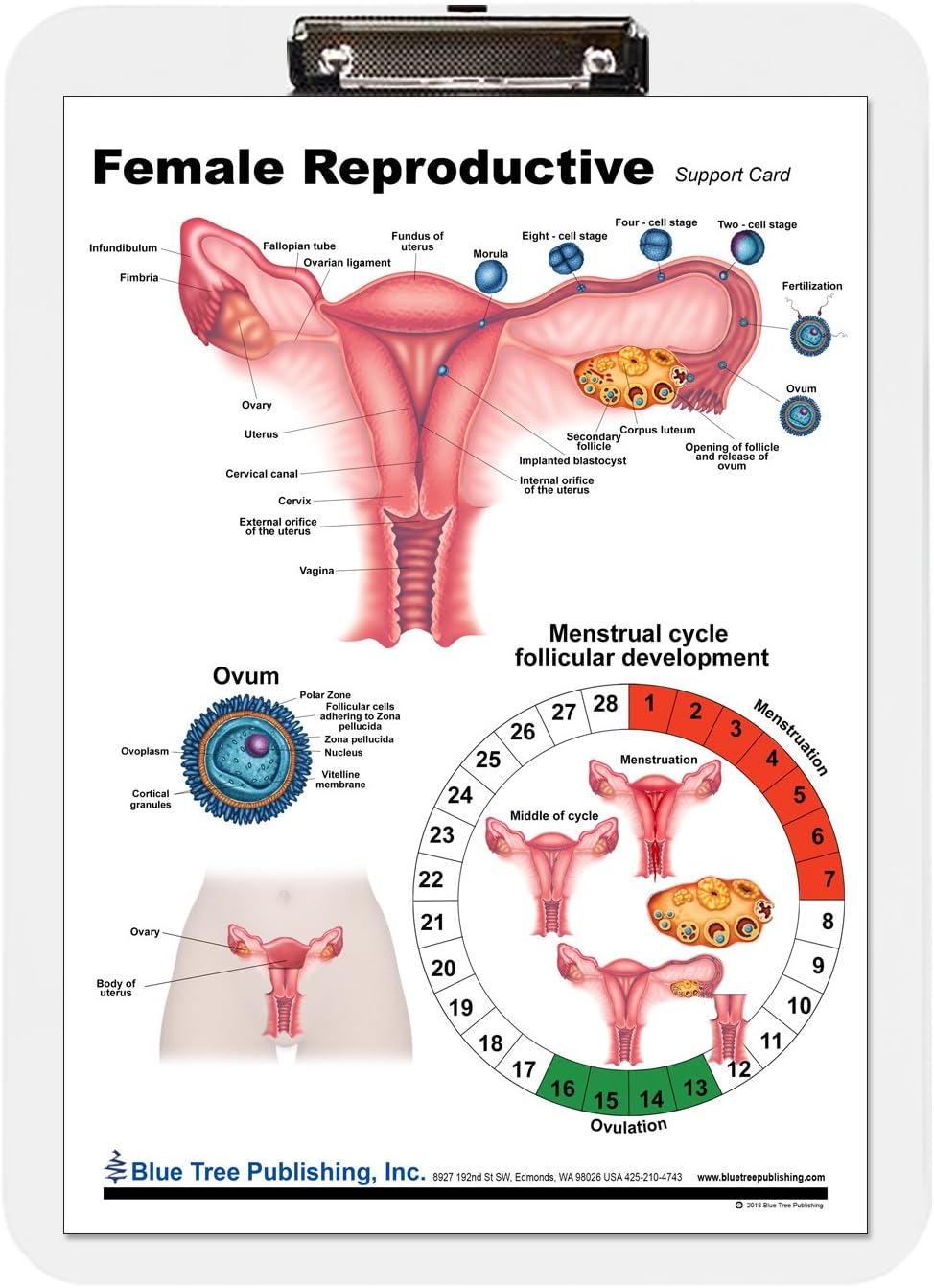 Female Anatomy, Pregnancy and Birth, Female Reproductive Chart with Insert clipboard