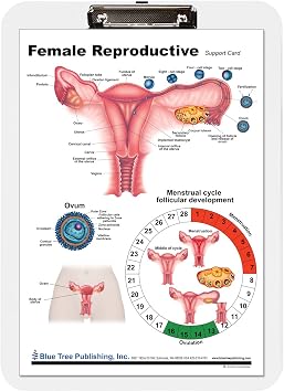 Blue Tree Publishing Female Reproductive Anatomy Clipboard