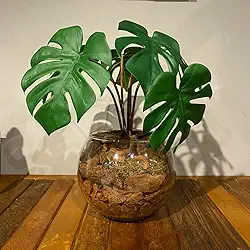 Arranjo Centro de Mesa Mini Costela de Adão Artificial Completo