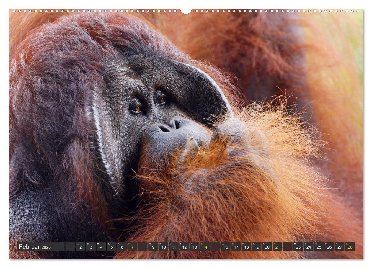 Waldmenschen - Orang Utans auf Borneo (hochwertiger Premium Wandkalender 2026 DIN A2 quer), Kunstdruck in Hochglanz: Orang Utans - Begegnungen auf Borneo (CALVENDO Tiere)