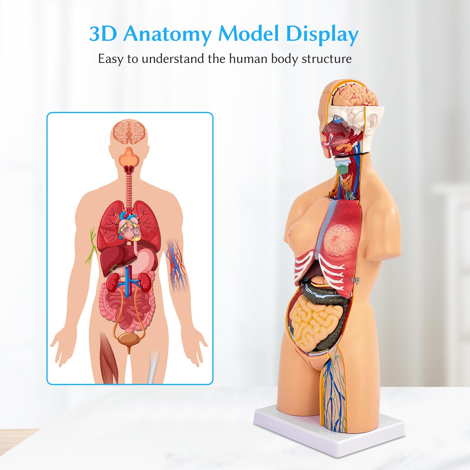Modello Corpo Umano Con Organi, Modello Anatomico di Torso Unisex 55 cm, 21 Parti Rimovibili, Per Studenti di Medicina, Medici e Insegnanti