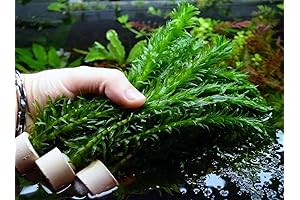 Elodea live plants for science lab