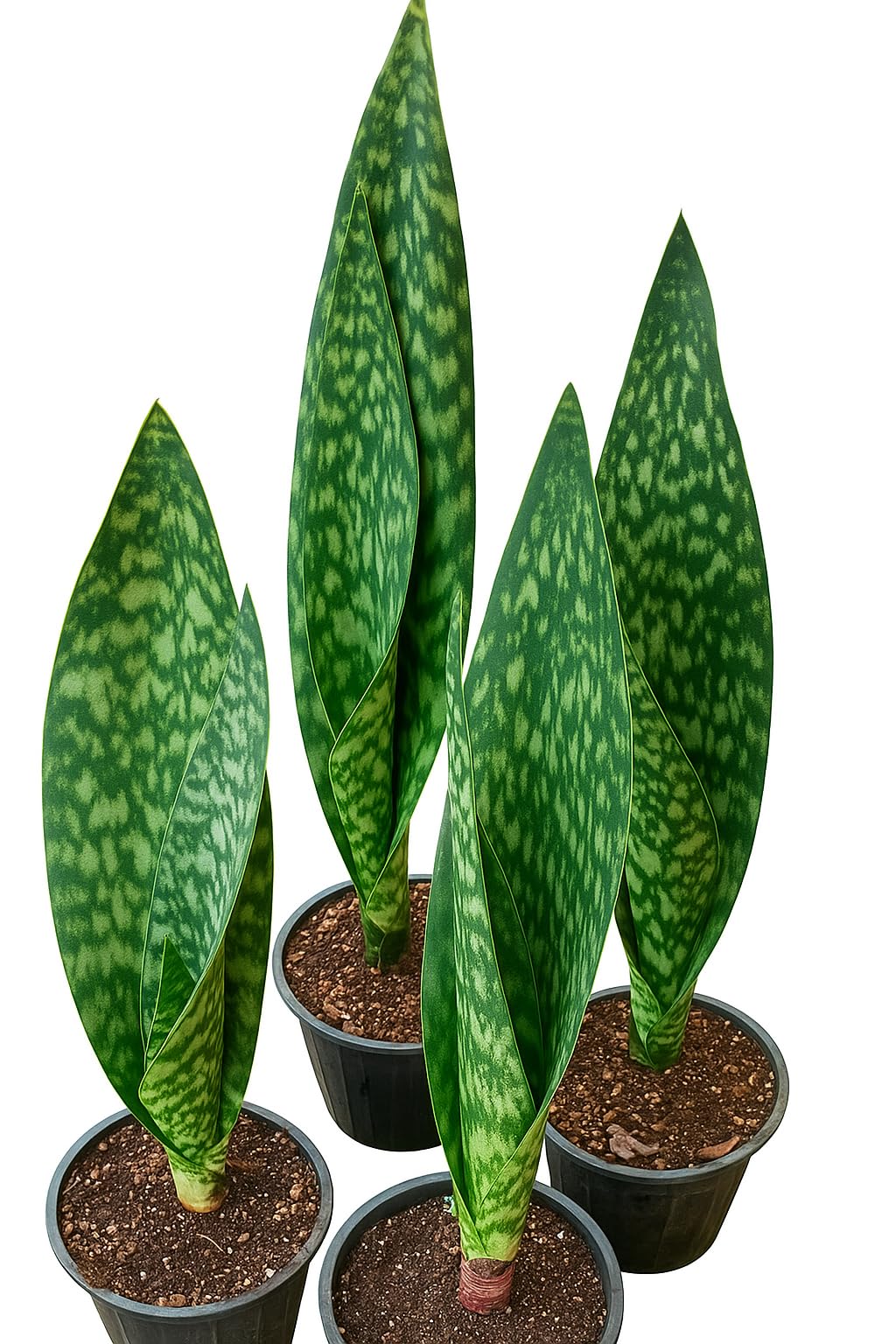 Snake Plant, Sansevieria Zeylanica, Live Indoor Plant 7 cm-image-40