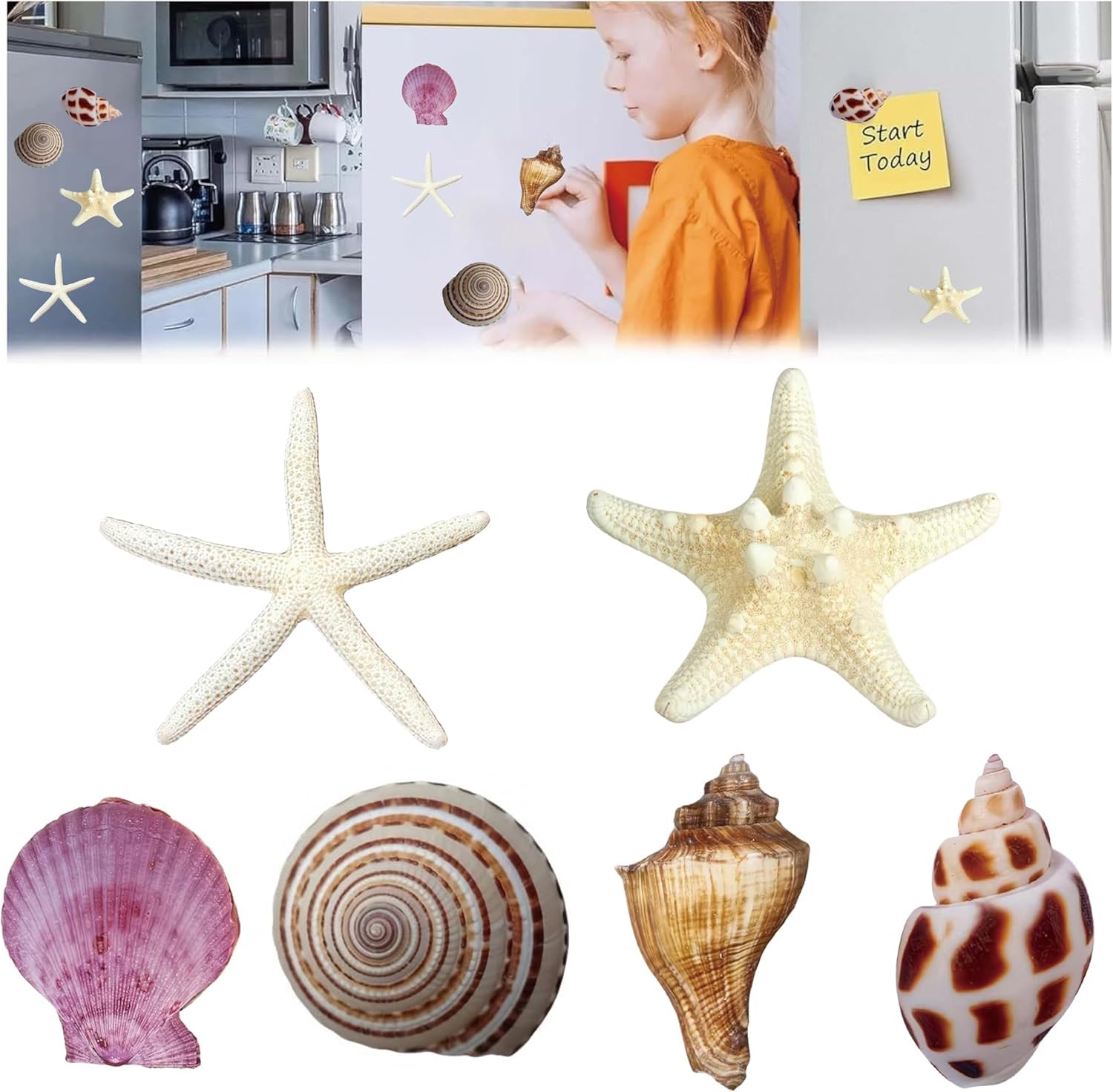 Jswlywmtpj D 6Pcs Seashell Fridge Magnets Cute Ecor Marine Life Plants Accessories Iy Refrigerator Magnets Strong Ecorative For Kitchen Room Ecord)