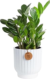Costa Farms ZZ Live Plant in Decorative Pot, Easy to Maintain, Air Purif...