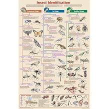 Feenixx Laminated Insect Identification Science Educational Chart Poster 24x36