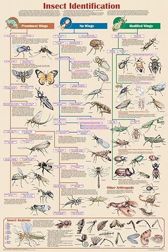 Feenixx Póster de identificación de insectos