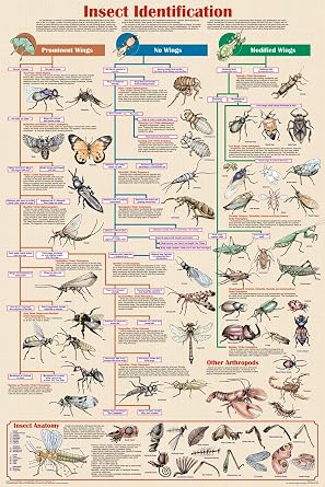 Laminated Insect Identification Science Educational Chart Poster 24x36