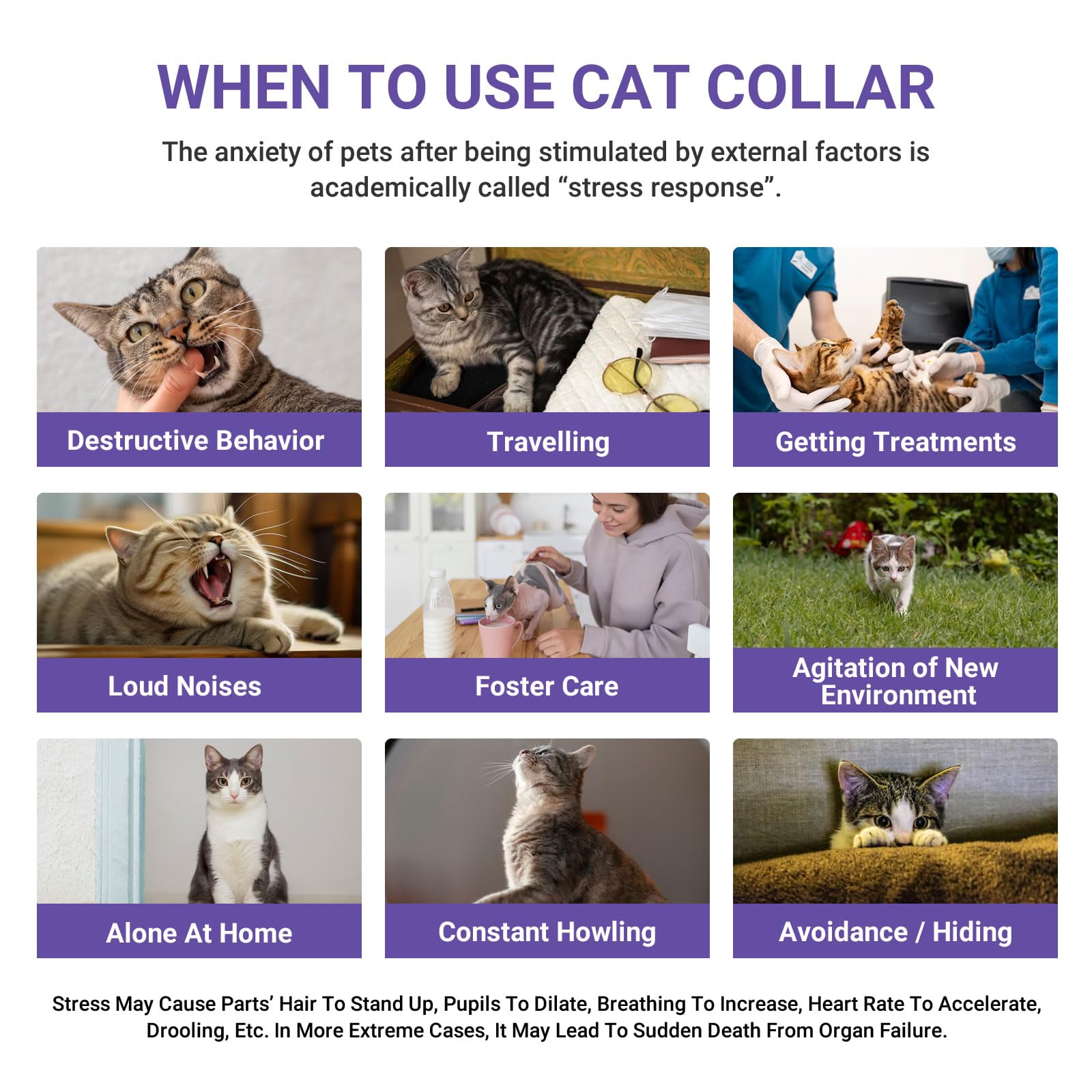 Confezione da 4 collari calmanti per gatti, supporto comportamentale con infuso di feromoni, clinicamente testato, antistress e ansia per gatti, impermeabile, regolabile, comfort di lunga