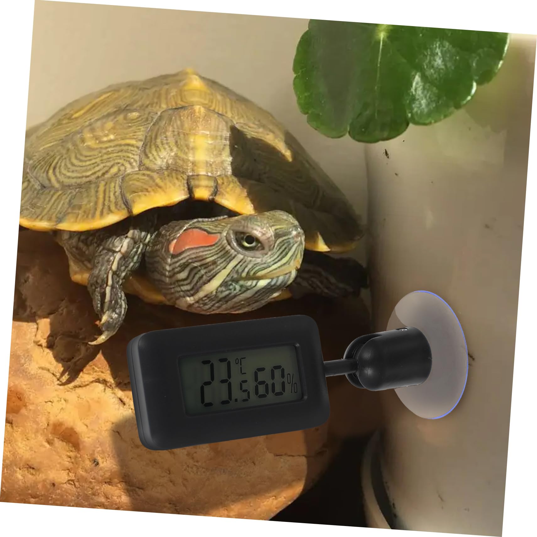 Kisangel 4piezas Digital De Reptiles Ventosa Medidor De Temperatura Rotatorio Para Acuarios y Terrarios Pantalla y Clara Para y Lagartos