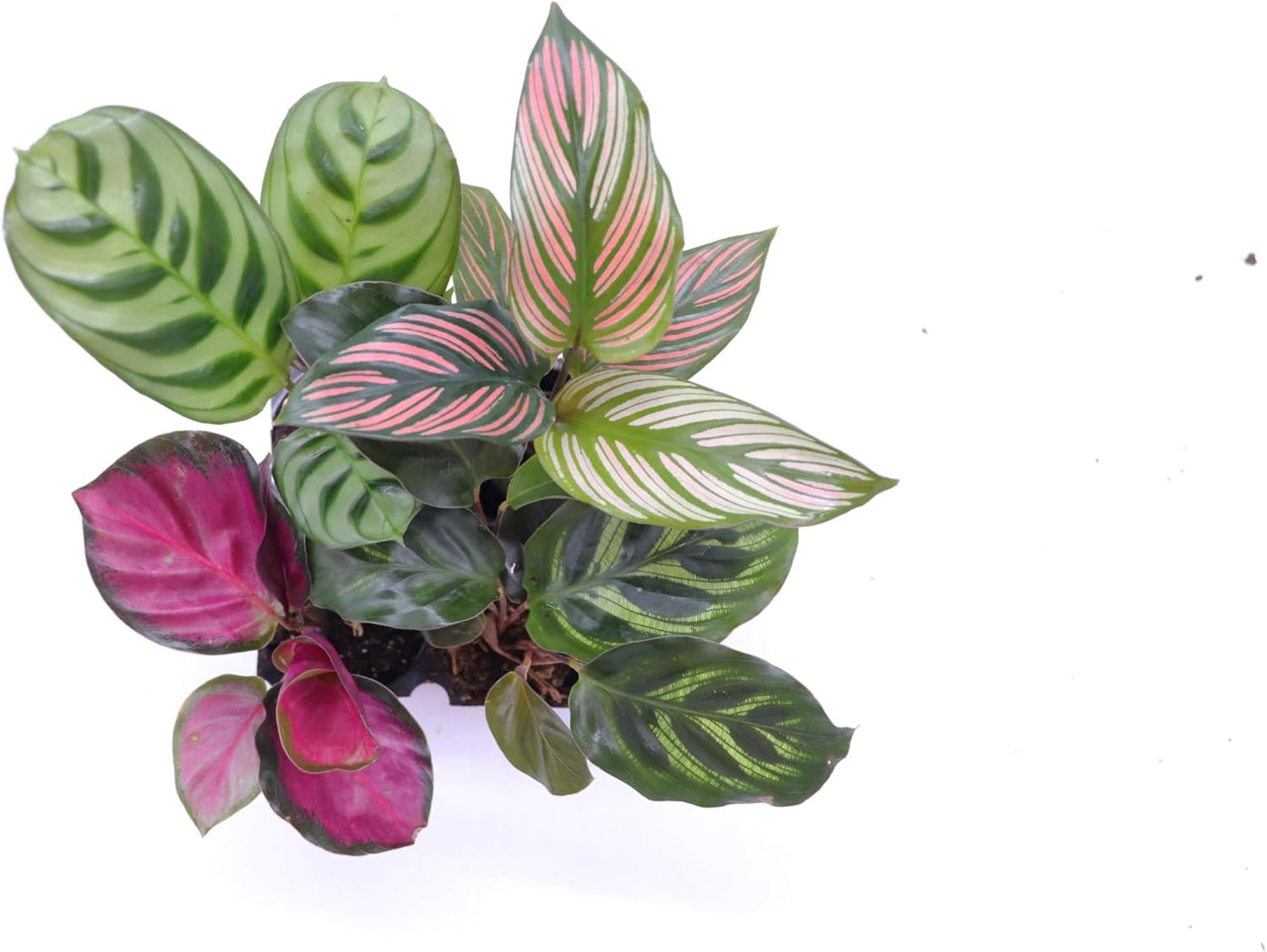 Calathea Classics 4-Pack Starter (Prayer Plants) by California Tropicals