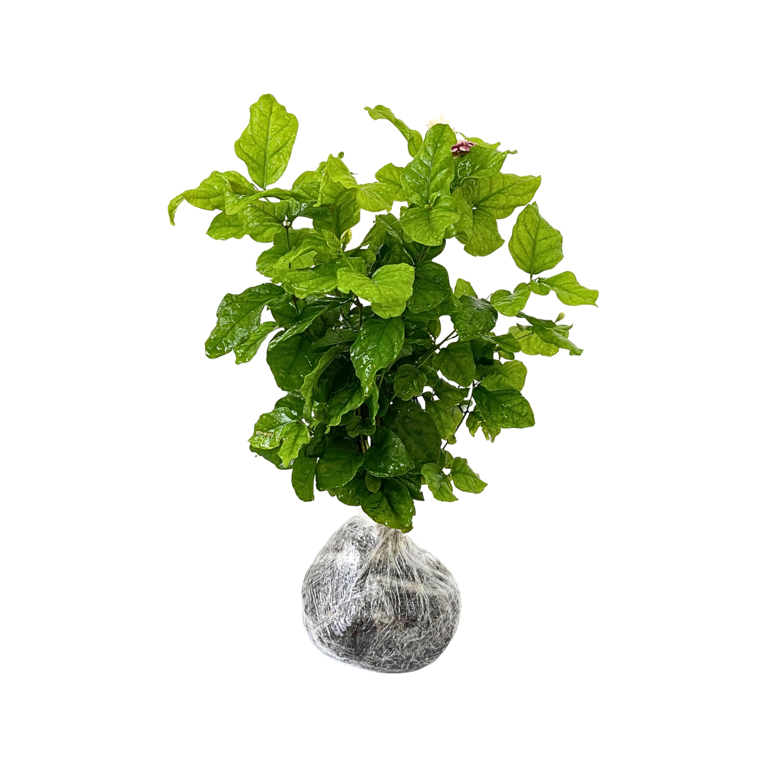 ガーディニア　 　　　　　ジャスミン 　　　　　ネルロ 　　　　　ウィスパー Amazon.com : Climbing Jasmine Live Plants, 2 Well Rooted, No