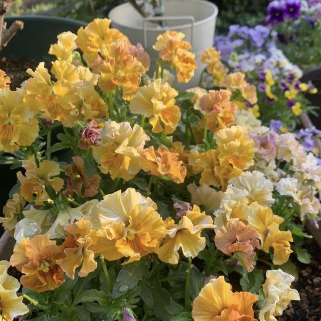 Amazon.co.jp: シエルブリエ 花の種 パンジービオラ ビオラの種 フリル