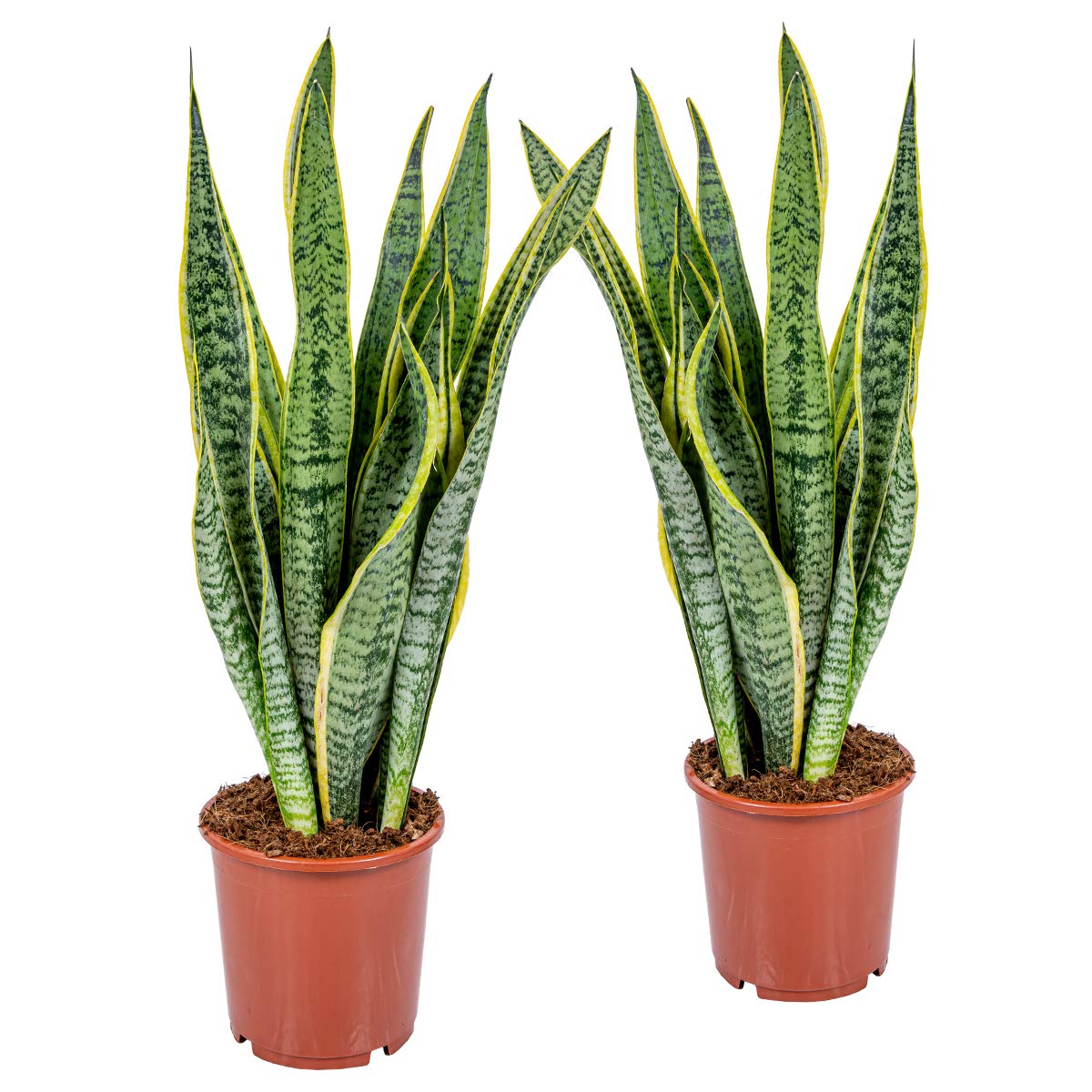 Sansevieria XL la solution plante verte increvable pour ceux qui n ont pas la main verte
