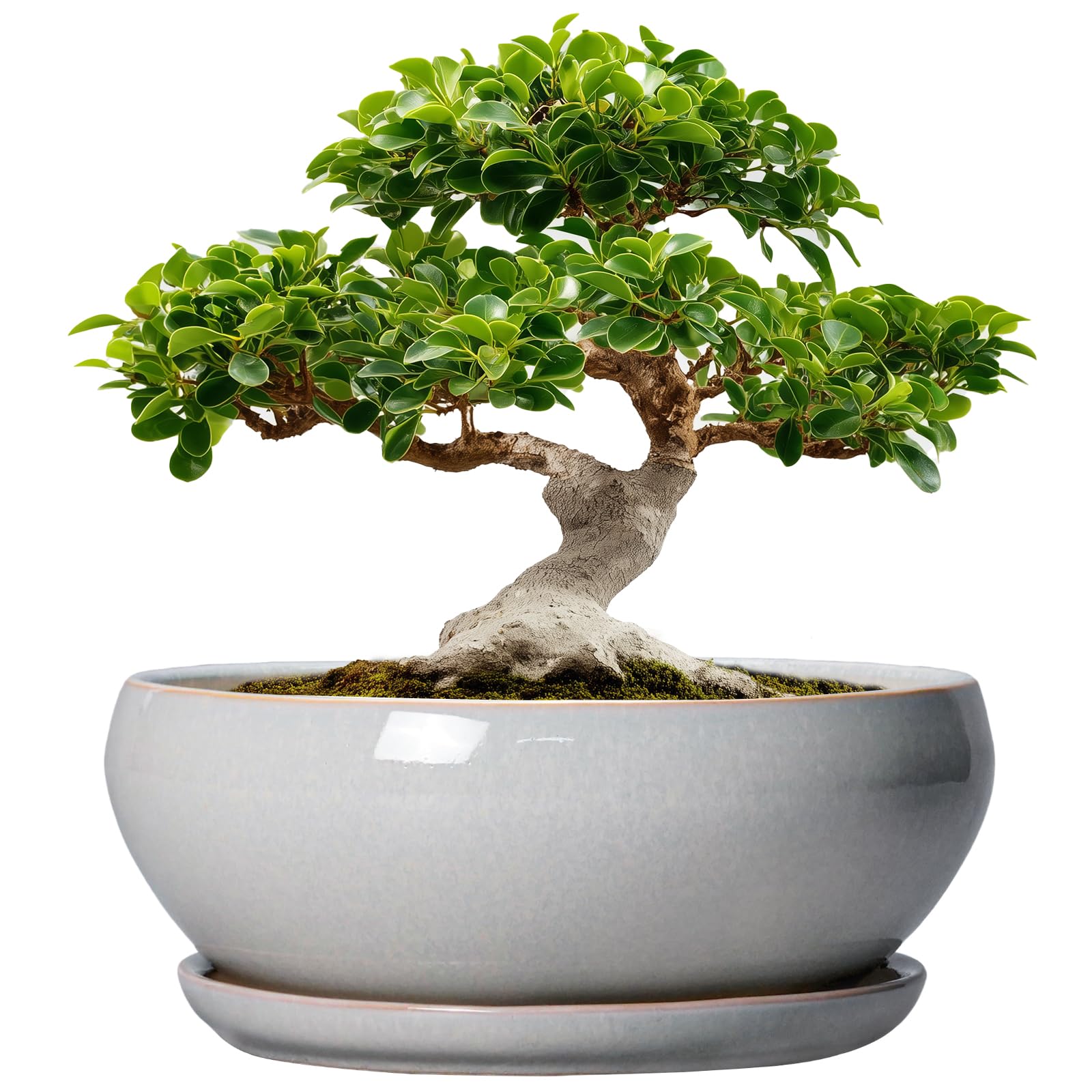SQOWL 12 Inch Bonsai Pots Gray