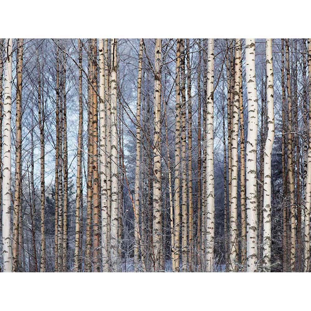 Wee Blue Coo Birch Forest Trees Silver Art Print Poster Wall Decor 12X16 Inch
