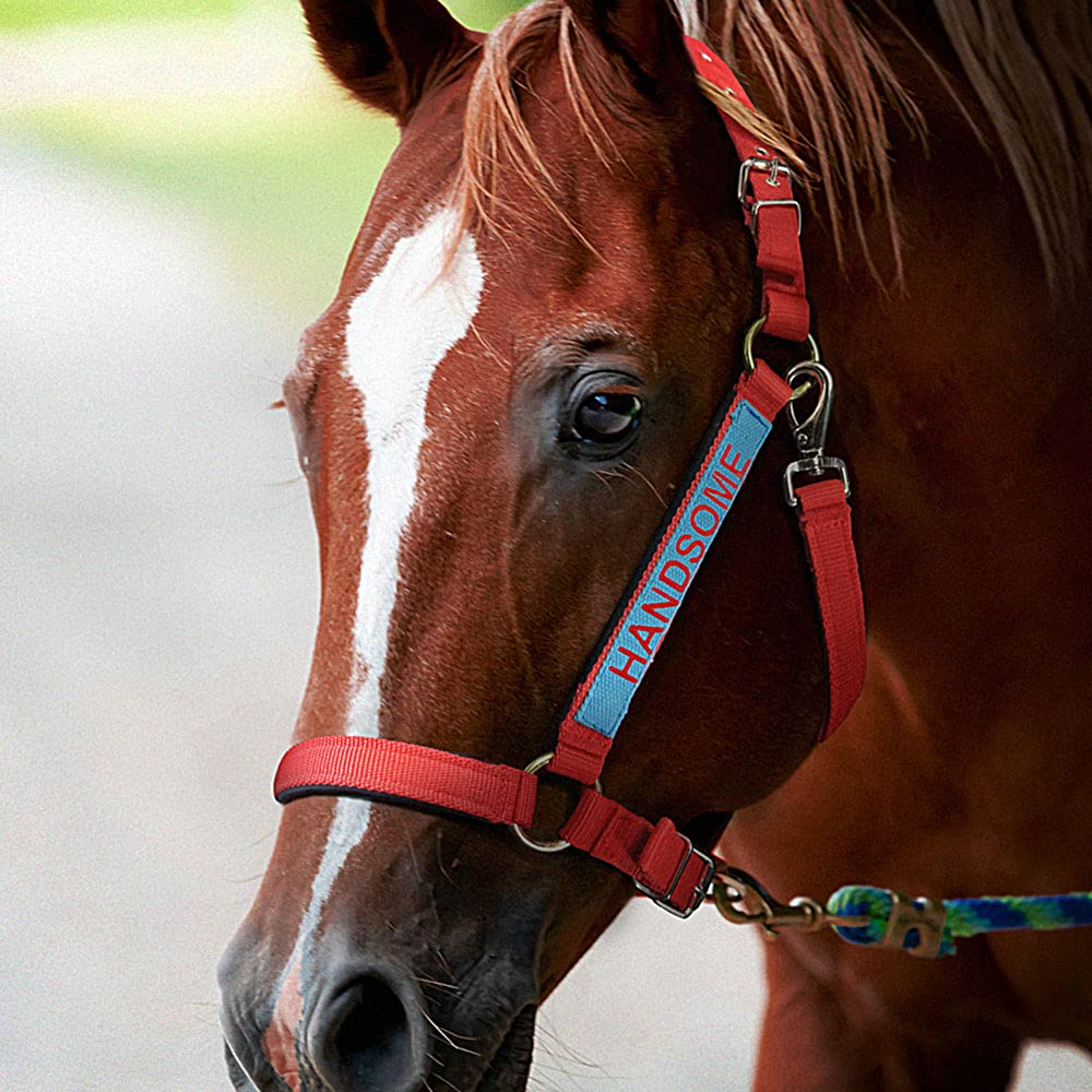 Pferdehalfter mit Namenstickerei am Nasenband - Personalisiertes Halfter mit Namen - Führleine - Führleine - Führleine - Halfter mit Gravur - personalisierte Pferdetackle für dein Pferd oder Pony