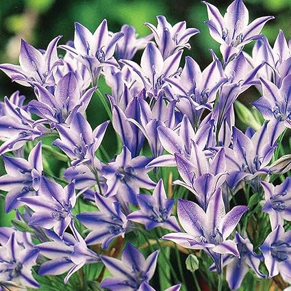 Amazon Co Jp ブローディア ルディー5球 品種で選べる花球根 5球入り1袋 学名 Triteleia Laxa キジカクシ科 ユリ科 トリテレイア属 かわいい星型の花で青紫と白のコントラストが美しい 1茎からたくさんの花を咲かせ 切り花にも最適です 出荷タイミングにより