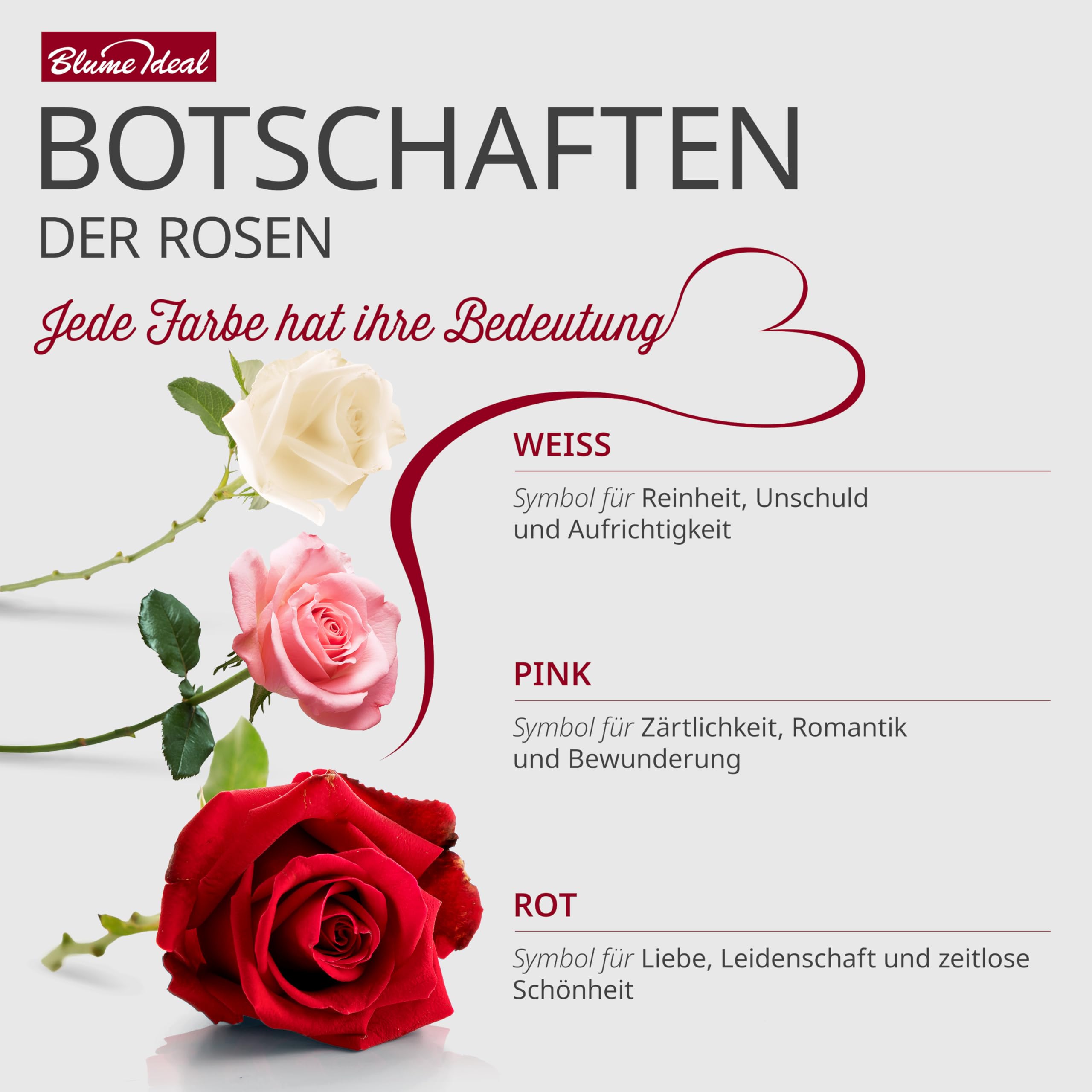 Blume Ideal Rosenstrauß - 40 Rosen - Rot - Ø 40–50 cm - Echte premium Blumen für Hochzeit & Deko - 7 Tage Frischegarantie - in verschiedenen Farben und Mengen