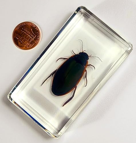 Miniatura 41 de Escarabajo de algodoncillo azul cobalto real de 1.732 in en espécimen de resina de lucita cristalina, insectos, insectos preservados, colección