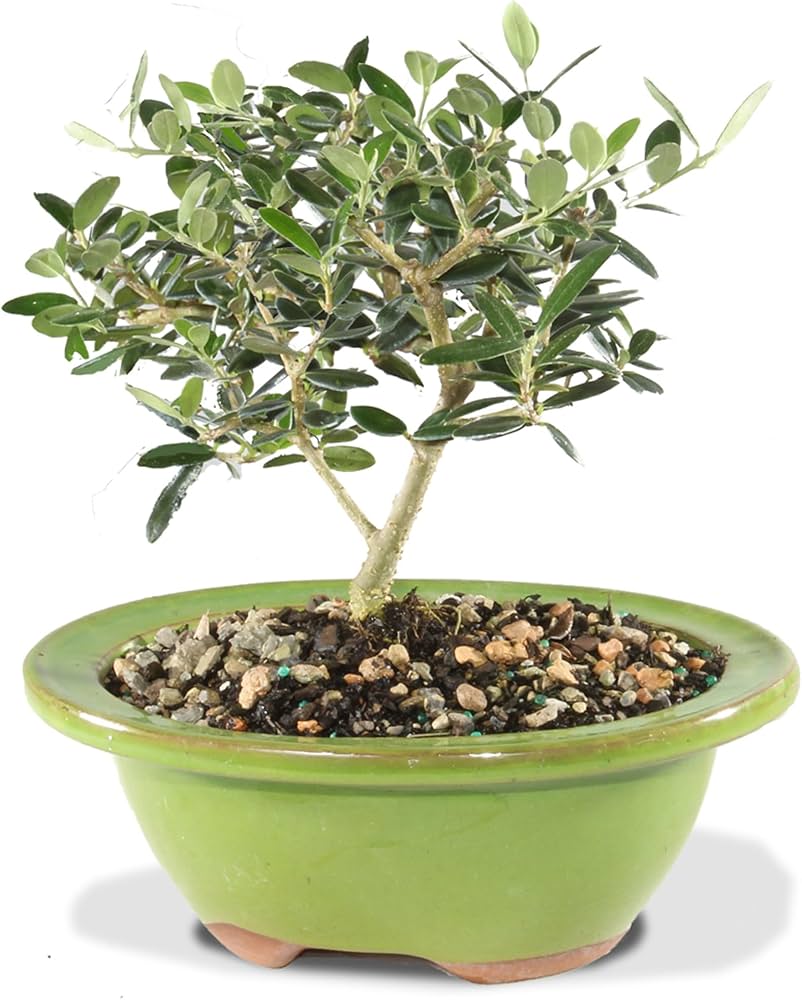 Amazon.com: Brussel's Bonsai Live European Olive Bonsai Tree