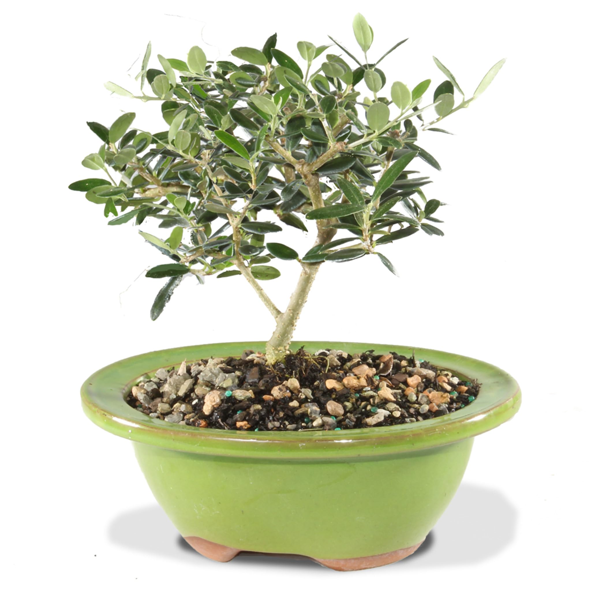 オリーブ盆栽Olive Bonsai オリーブ盆栽 Olive Bonsai