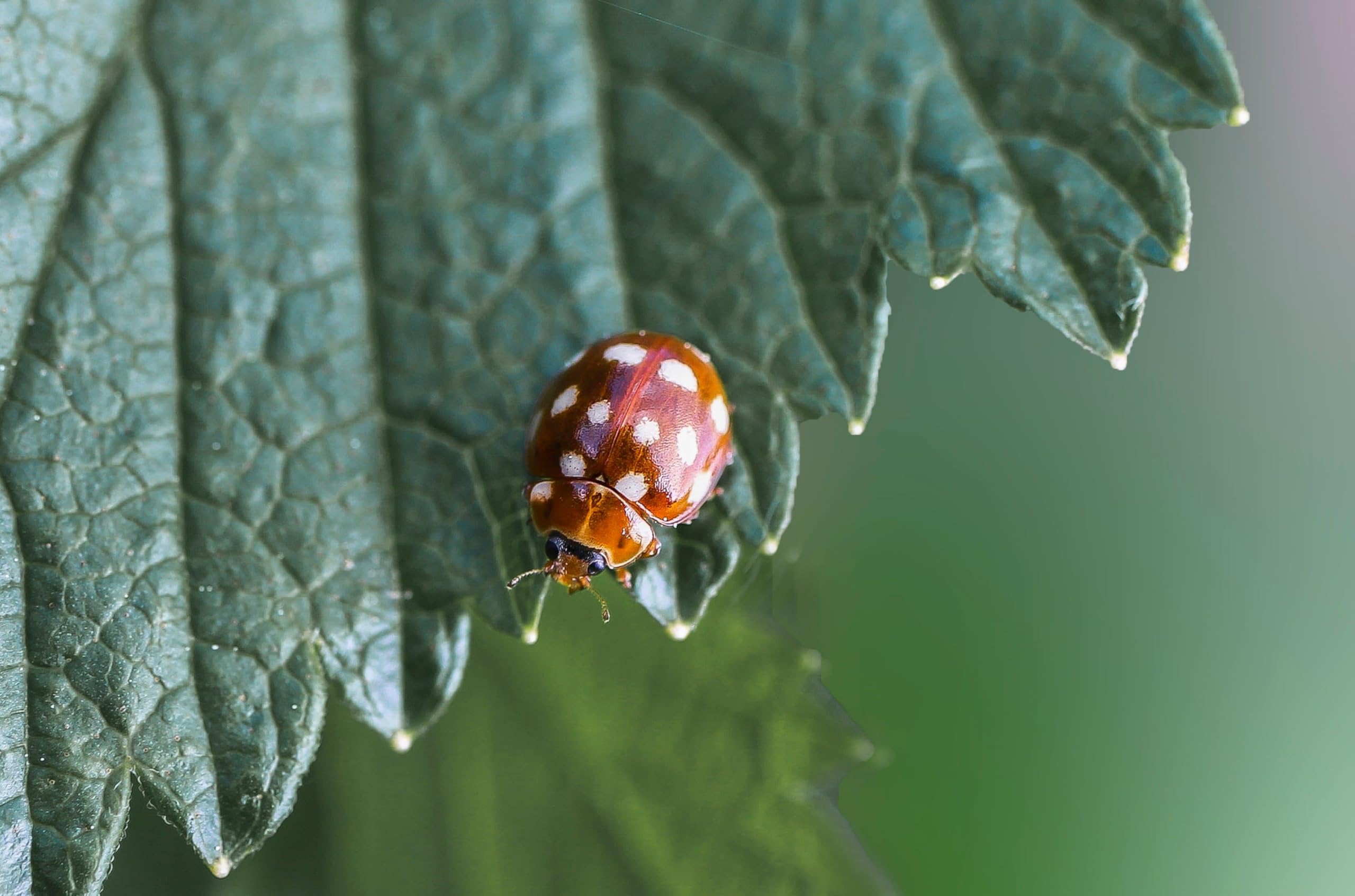 Coccinella - Puzzle in legno da 2000 pezzi, regalo per amicizia, tempo libero, intrattenimento, decorazione per feste, 14 anni+