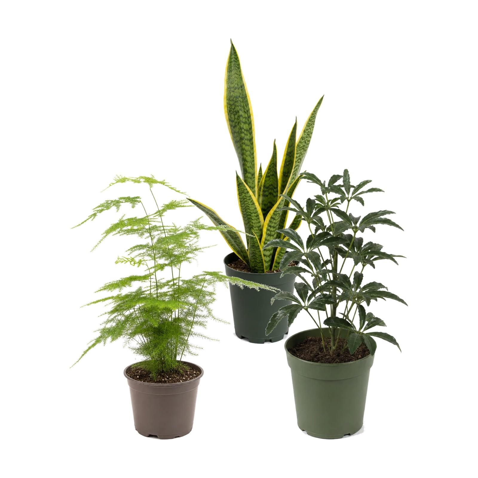 DECOALIVE Pack 3 Plantas de Interior para Porte Vertical