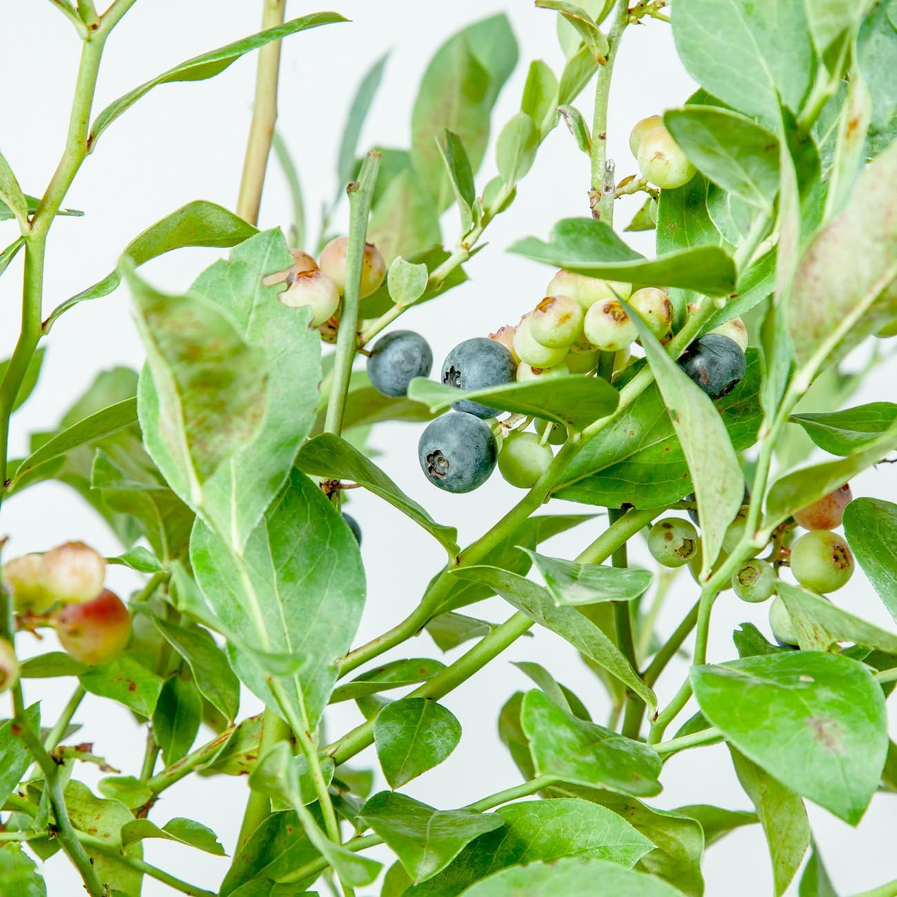 Perfect Plants O’Neal Blueberry Bush 1 Gallon | Live Fruit Bush