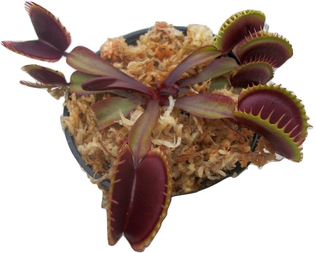 Medium Sized FTS Maroon Monster Venus Flytrap - Fly Trap - (Dionaea Muscipula) Carnivorous Plant 3 inch pot