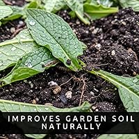 Vista 6 de Bocking 14 esquejes de raíz de consuelda para crecer, muchos usos, flores bonitas, esquejes sin raíz, crecen fácilmente (6 esquejes)