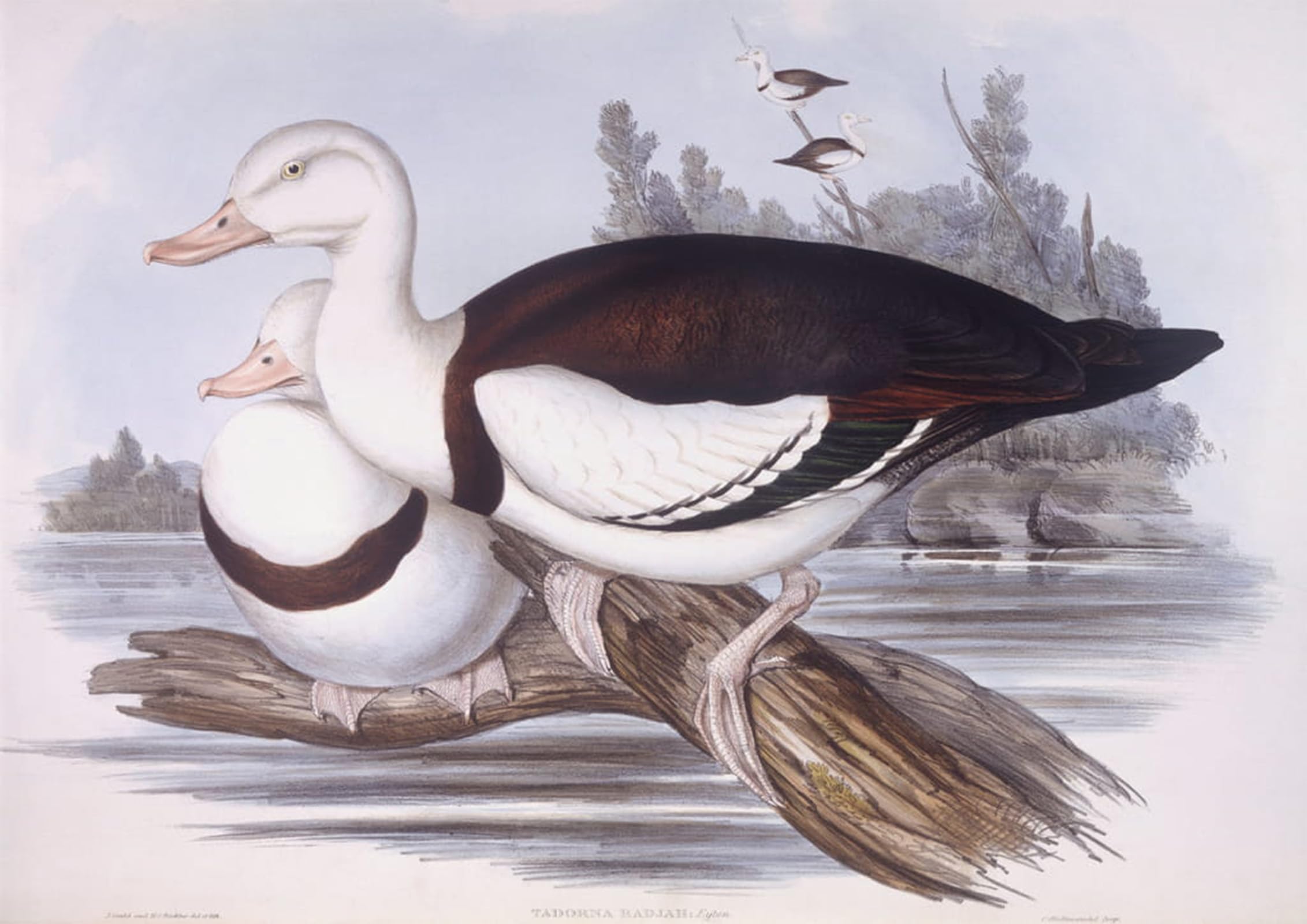 SERENDIPITP Retro Picture Poster Wall Art Pictures Painting Animal Bird Radjah Shelduck Engraving by John Gould Wall Art Canvas Print for Wall Decor 60x90cm