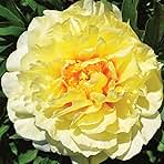 Burpee 'Bartzella' Itoh Perennial Peony - 1 Bare Root 3-5 Eye Plant