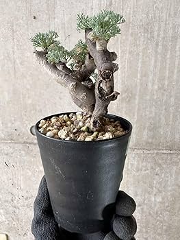 Amazon｜【現品限り】サルコカウロン・ムルチフィズム 現地株 発