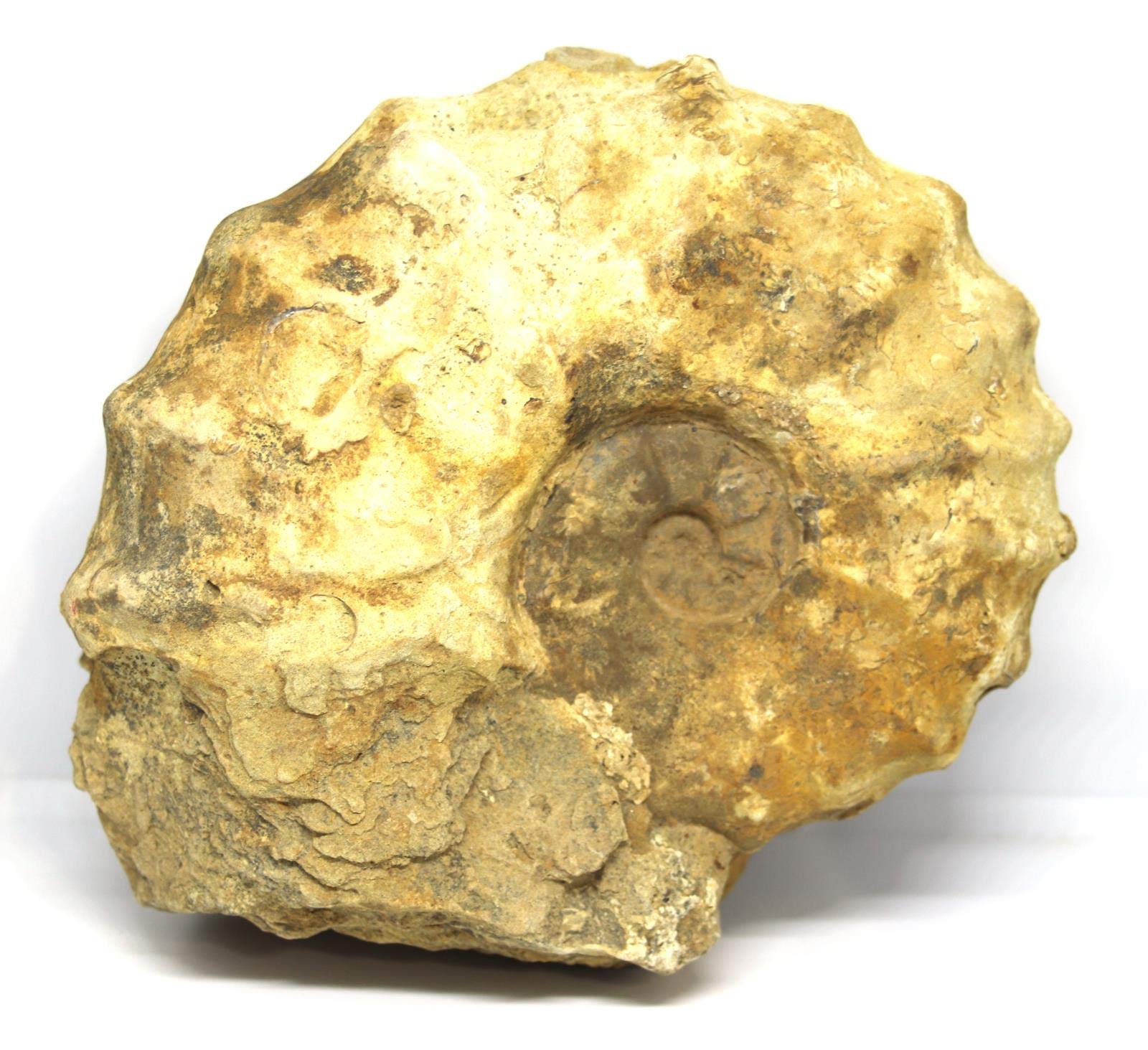 Ammonite Acanthoceras Split Polished Fossil Texas 96 MYO w/Label #16207 60o