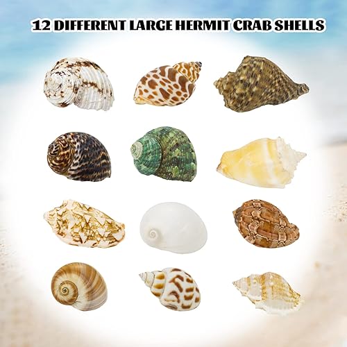 Hermit Crab Shell - Openning Size 0.6"-2" Medium to Large Growth Turbo Seashells Natural Sea Shells for Hermit Crab Supplies, Aquarium Décor, Nautical Decoration (12 Pcs)