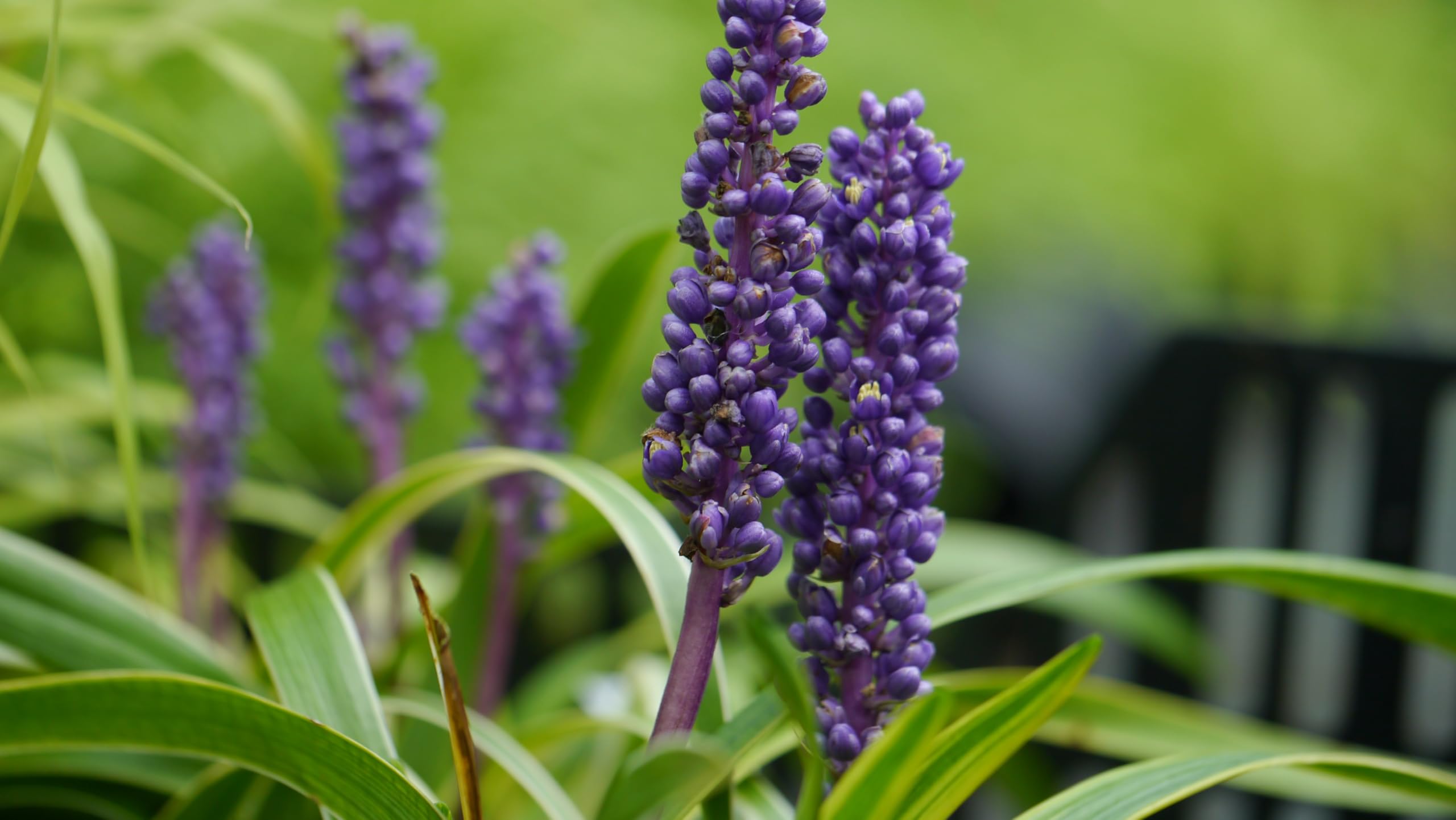 Stauden Gänge 3 x Liriope muscari ‚Gold Banded' im 1 Liter Topf (Ziergras/Staude/Winterhart/Mehrjährig/Stauden/Immergrün) Bunte Lilientraube - Goldene Akzente für stilvolle Beete