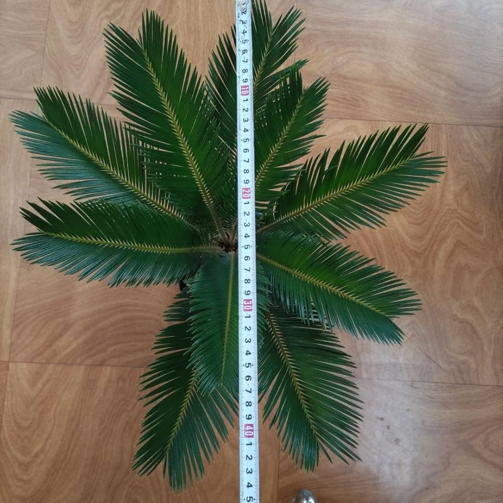 Amazon｜ソテツ蘇鉄 ビッグ株 新葉10枚 観葉植物 インテリア