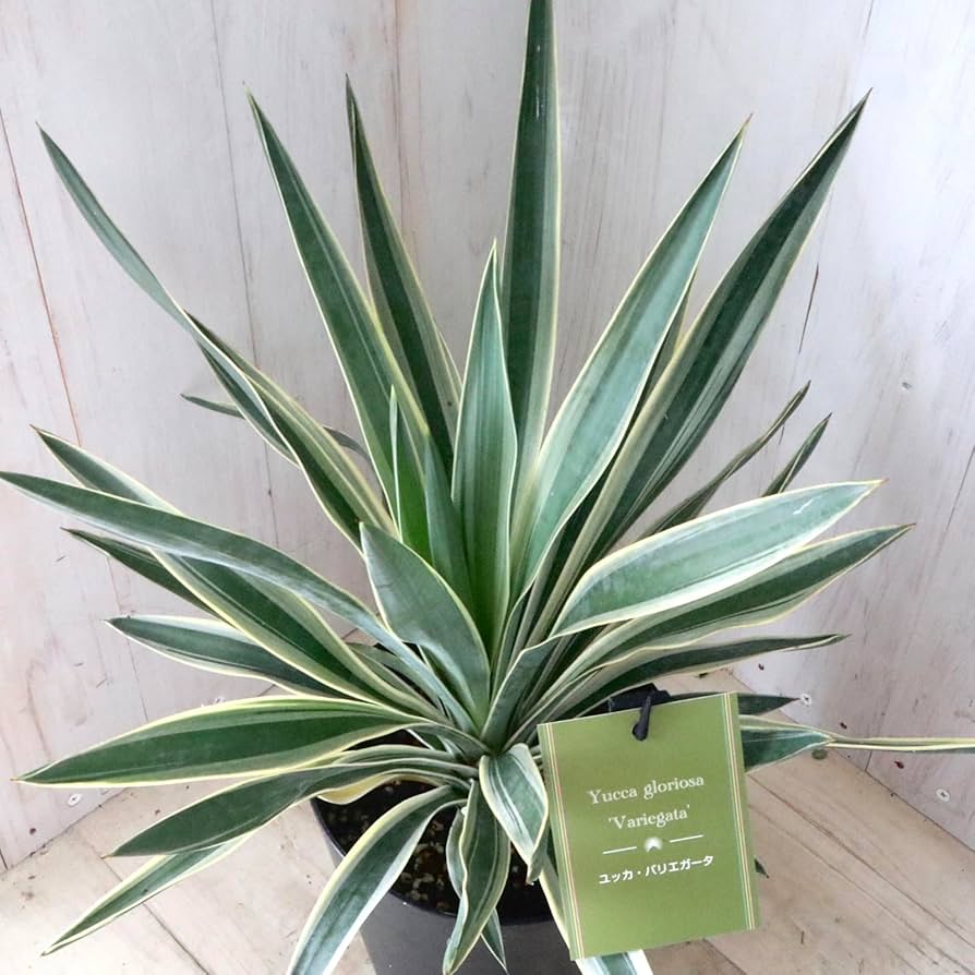 Amazon | ユッカ グロリオサ バリエガータ 6寸鉢 | ノー