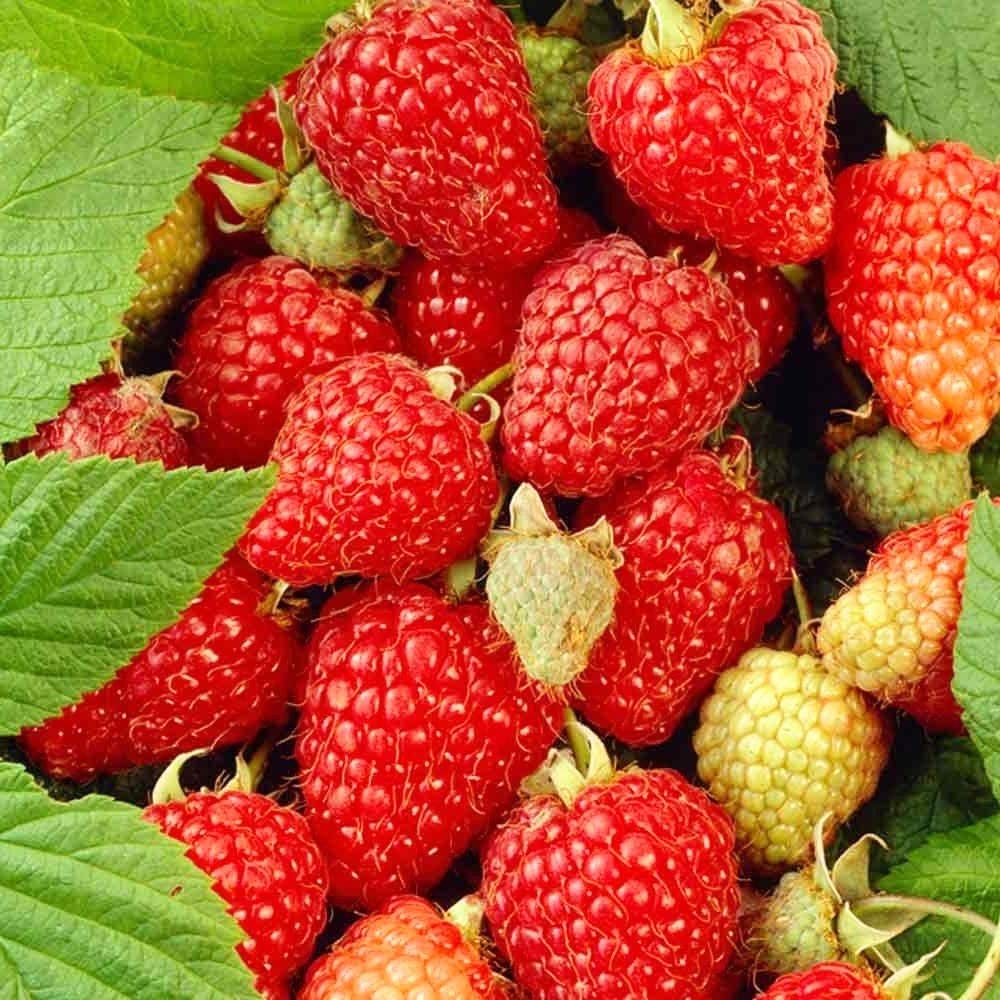 Raspberry Tulameen- High yields – Sweet Flavoured Large Berries- Most Popular & Versatile Summer Fruiting Variety – for Your Beautiful Garden