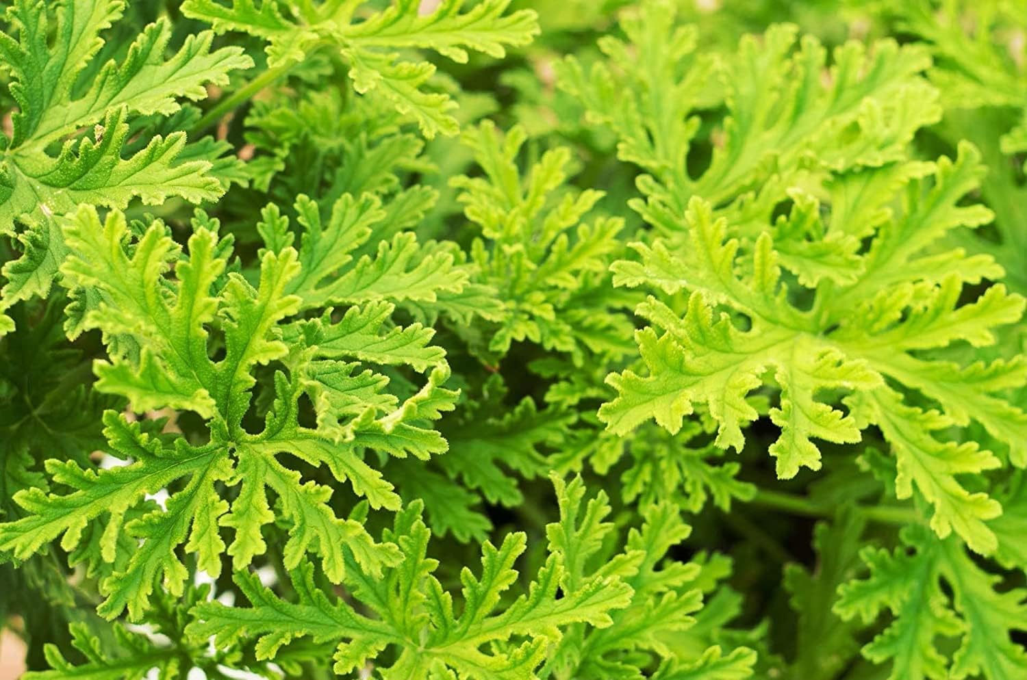 Amazon.com : Citronella Seeds for Planting Carpet Creeping - Perennial ...