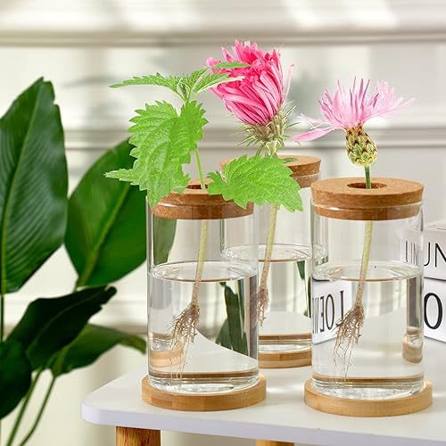 Miniatura 3 de 6 macetas de vidrio de escritorio de terrario para plantas, macetas de propagación de plantas de mesa con corcho y platillo de madera para cultivar