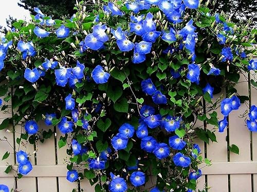 Miniatura 2 de Blue Morning Glory - Vid trepadora  300 semillas para plantar  Hermosa vid en flor