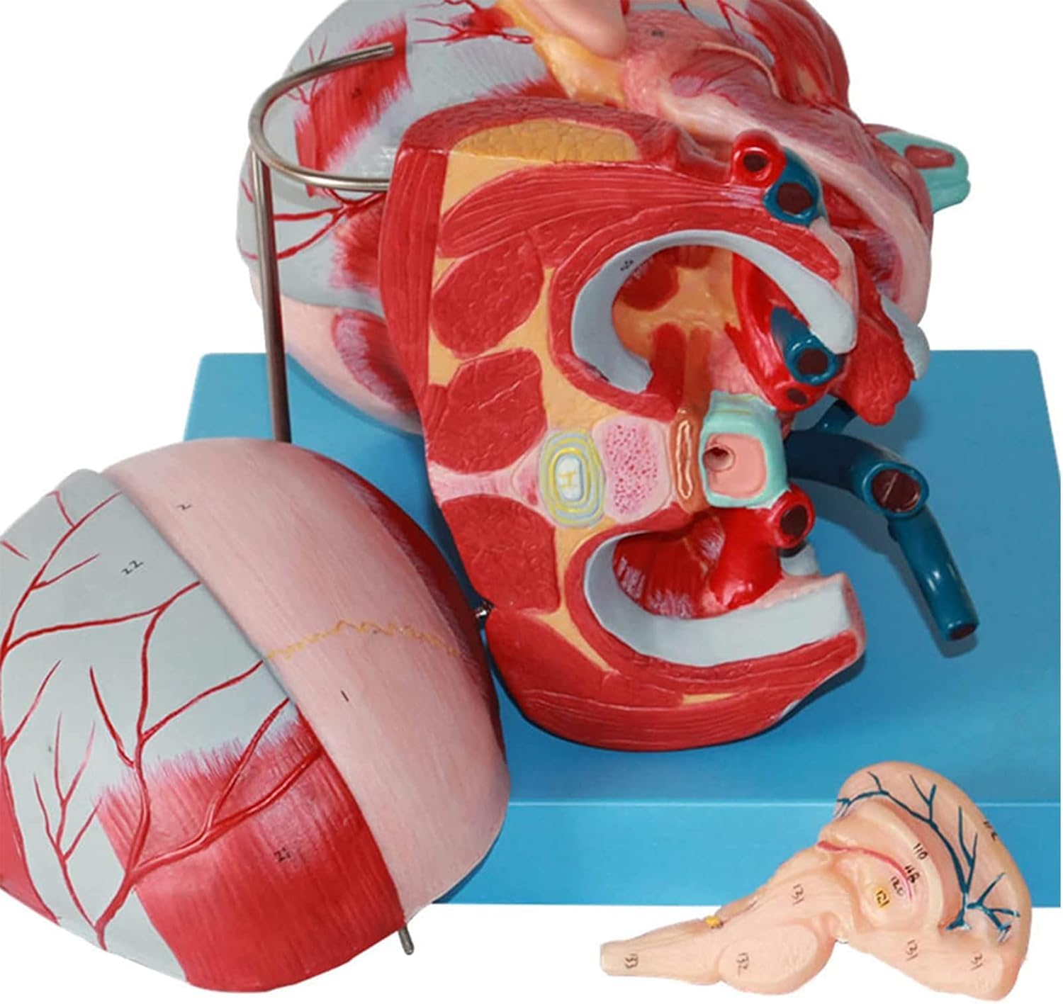 Anatomiczne modele naturalnej wielkości, ludzka czaszka, mózg, mięśnie szyi, układ naczyniowy, narzędzia do nauczania medycznego, zasoby edukacyjne dla anatomii i nauk o zdrowiu