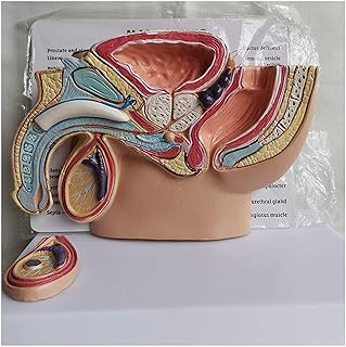 Study Model Male Abdominal Model - Human Organ Anatomy Model Abdominal Cavity Disease Model - Educational Model Human Body Abdominal Model - for Study Teaching Medical Model (Color : A) SaiFei