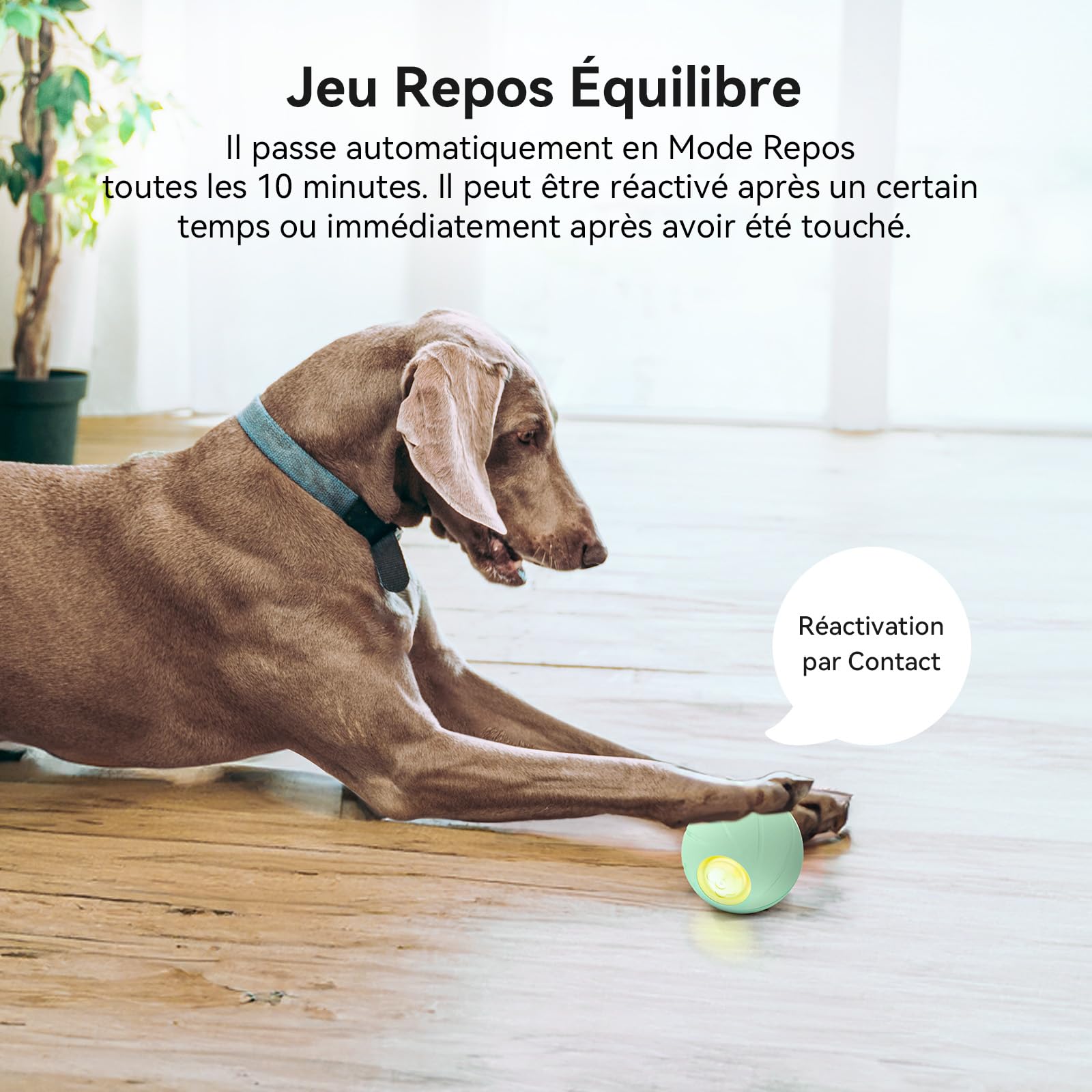 Cheerble Jouet Chien Interactif, Balle Rebondissante Chien avec 3 Modes d'Interaction, avec Lumières LED, Rechargeable par DC (Vert)