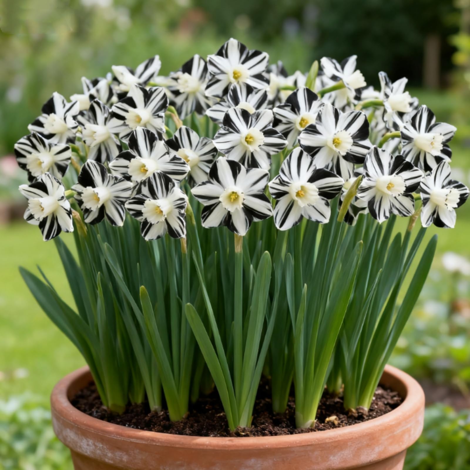 Narcissus Bulbs UK/Daffodil Bulbs for Planting Now/Suitable for Garden Plants/Landscape Design/Indoor and Outdoor Potted Plants-8 Bulbs-A