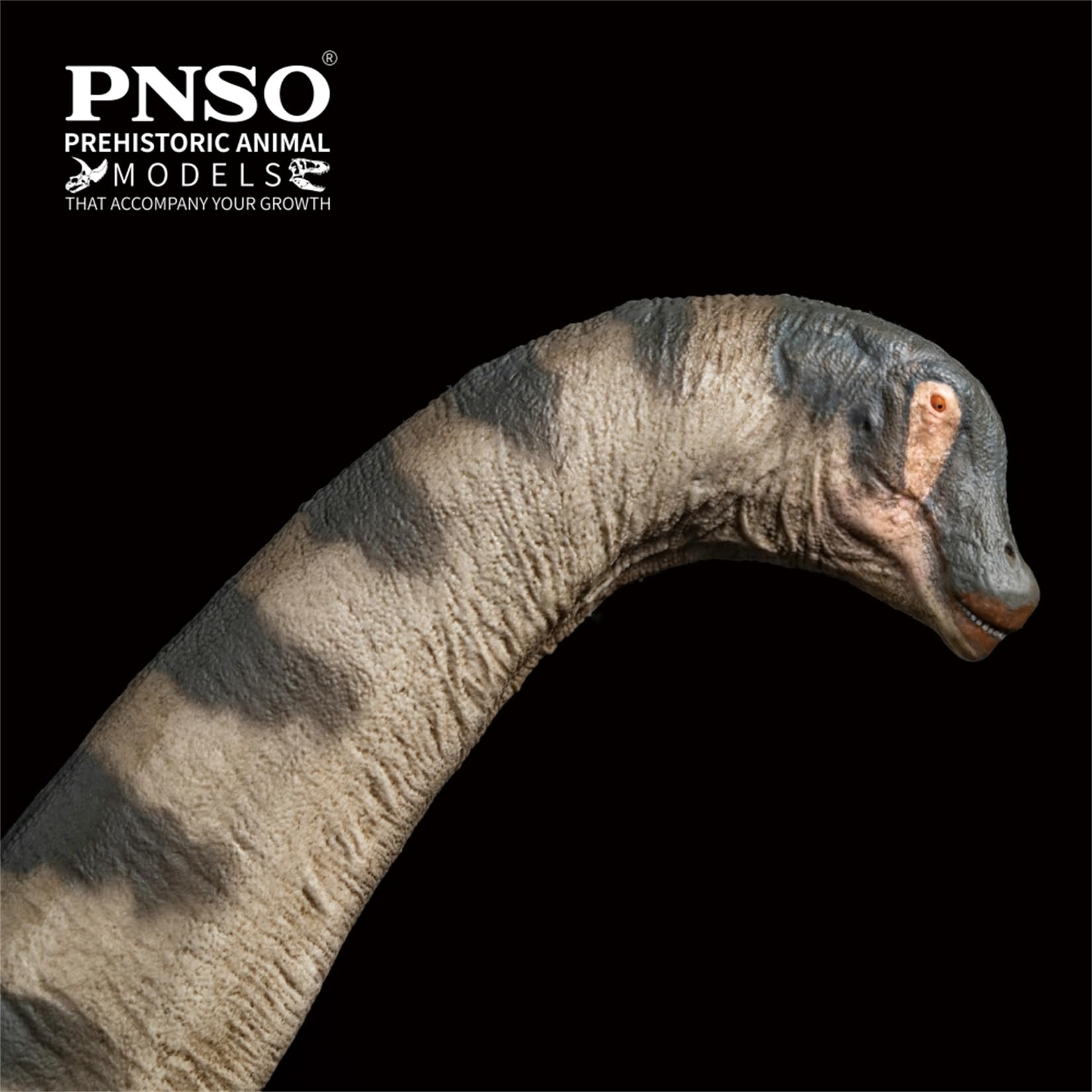 AMITD 79 Alamosaurus Model Saltasauridae PVC Animal Figure Collection Dinosaur Decor Gift for Adult