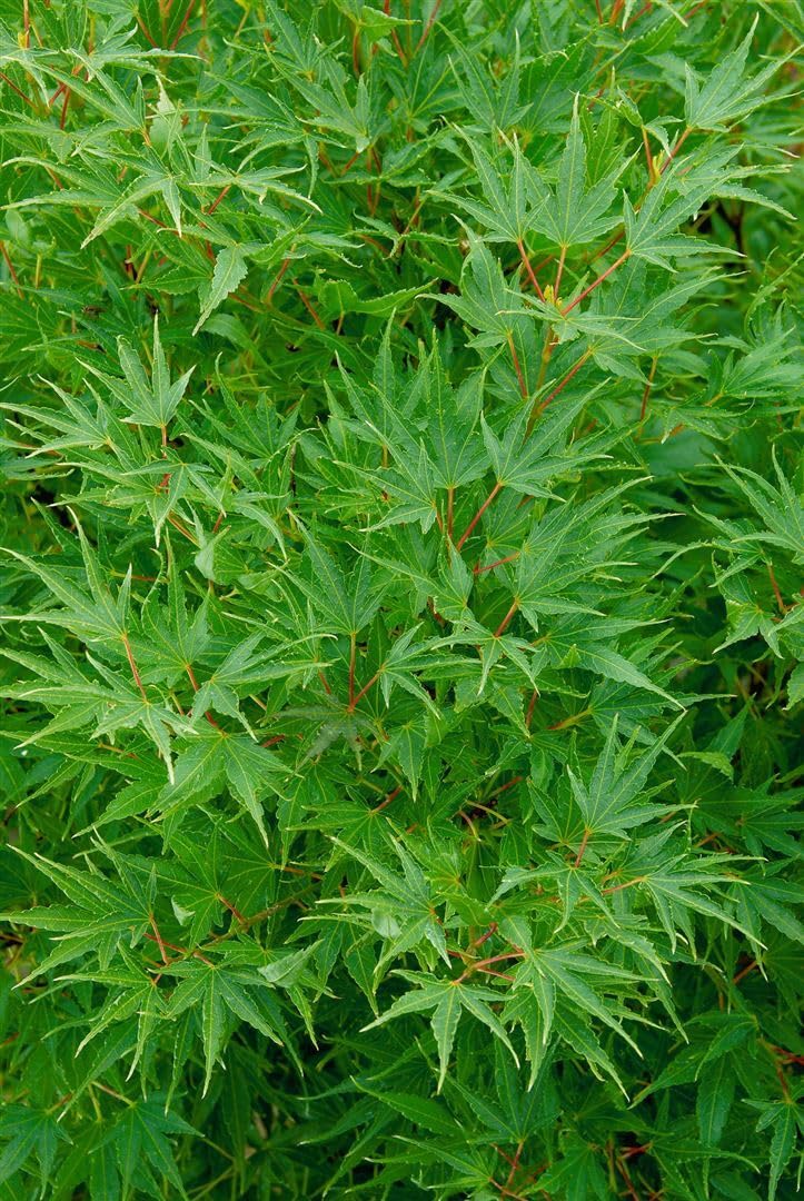 Japanischer Ahorn Acer palmatum Crippsii 125-150 cm winterhart