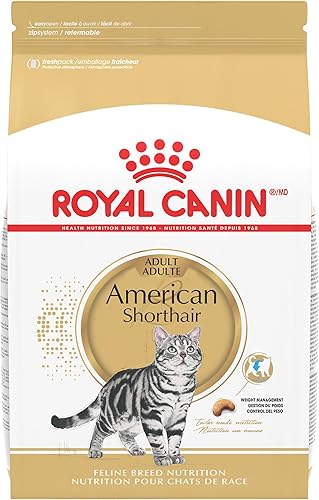 Royal Canin Feline Breed Nutrition American Shorthair - Alimento seco para gatos adultos, bolsa de 5.5 libras